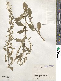 Artemisia keiskeana image