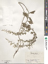 Artemisia keiskeana image