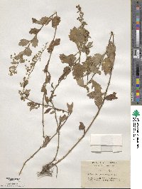 Artemisia keiskeana image