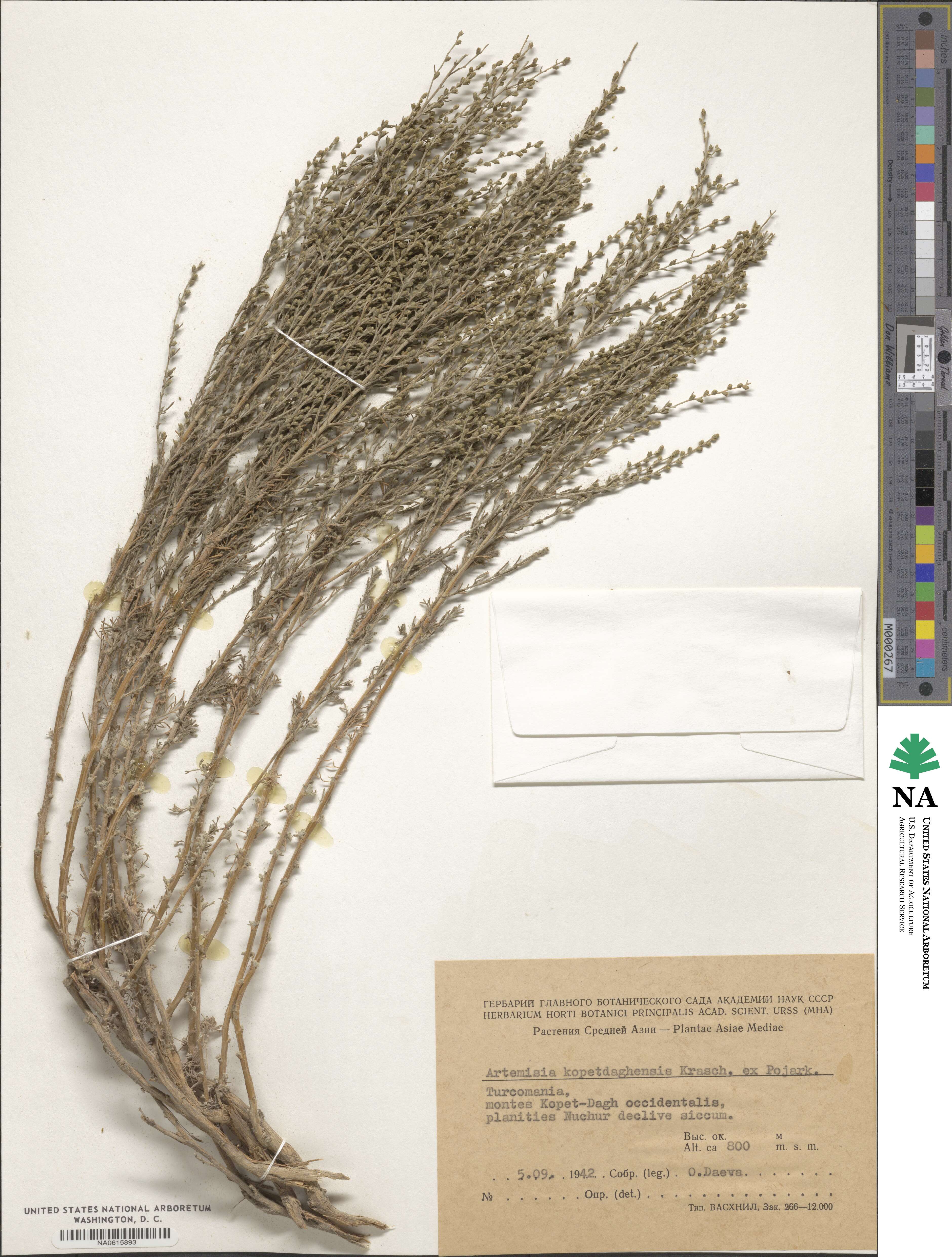 Artemisia kopetdaghensis image