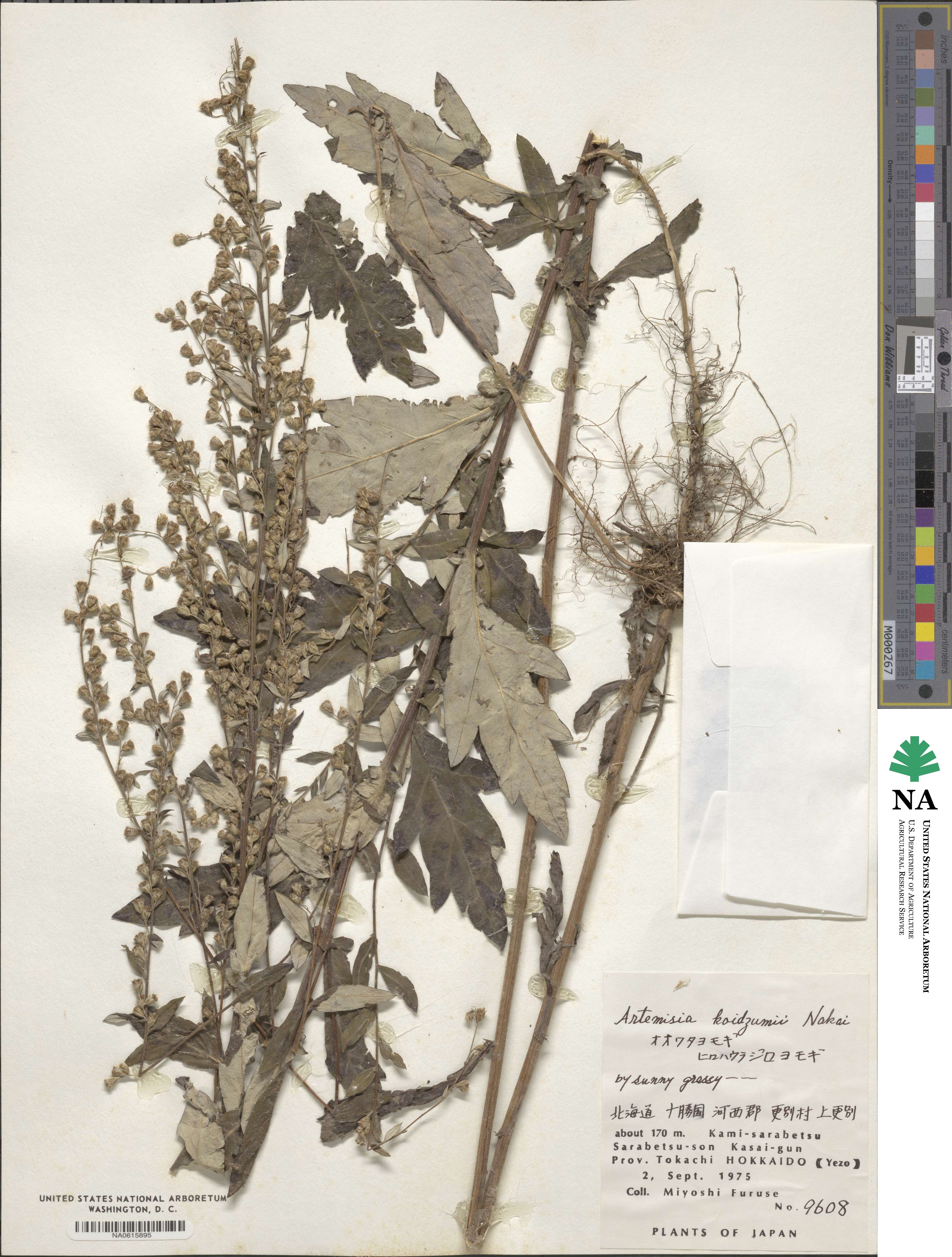 Artemisia koidzumii image