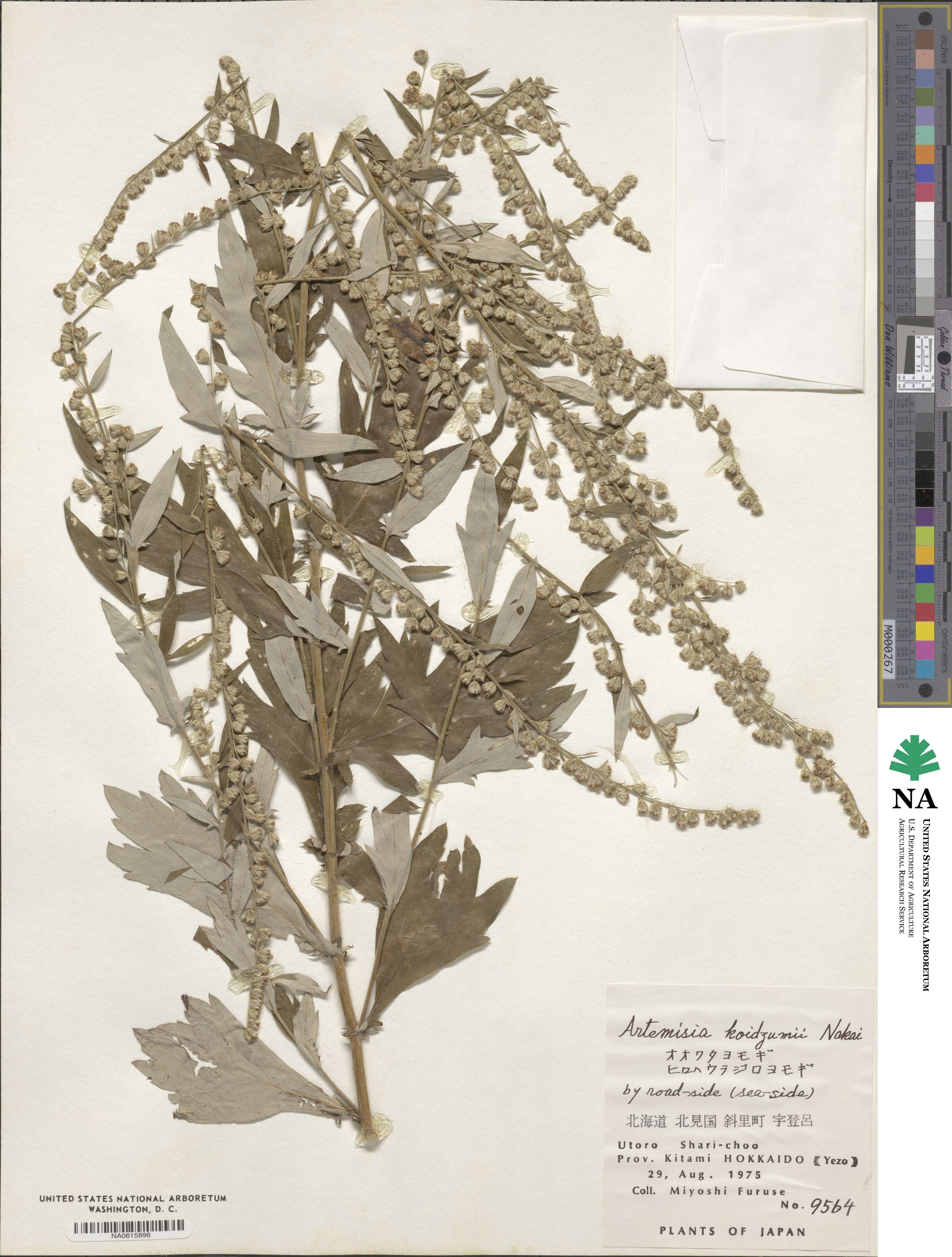 Artemisia koidzumii image