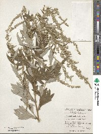 Artemisia koidzumii image