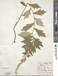 Artemisia koidzumii image