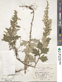 Artemisia koidzumii image