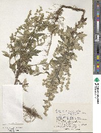 Artemisia koidzumii image