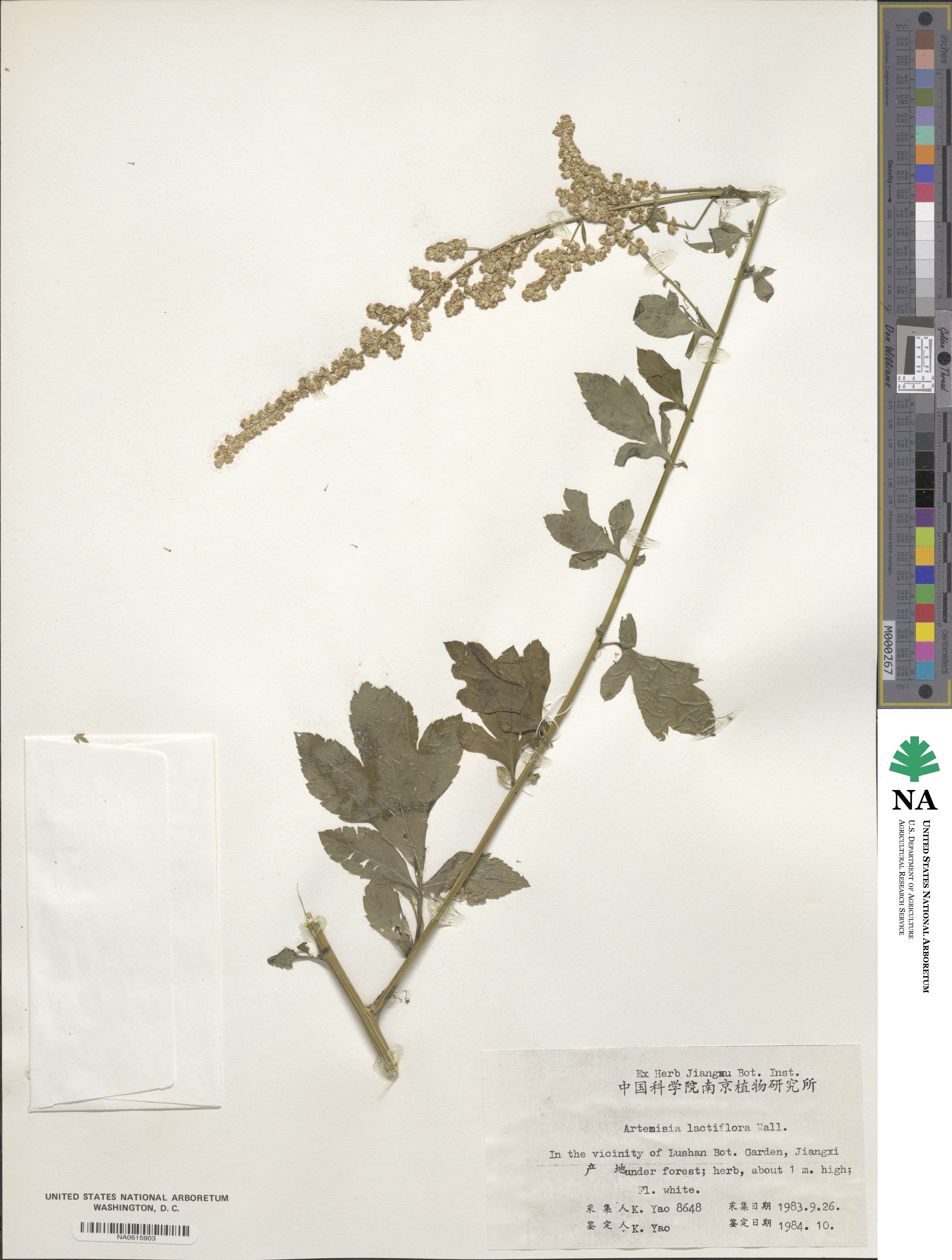 Artemisia lactiflora image