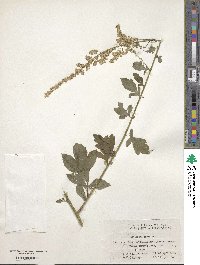 Artemisia lactiflora image