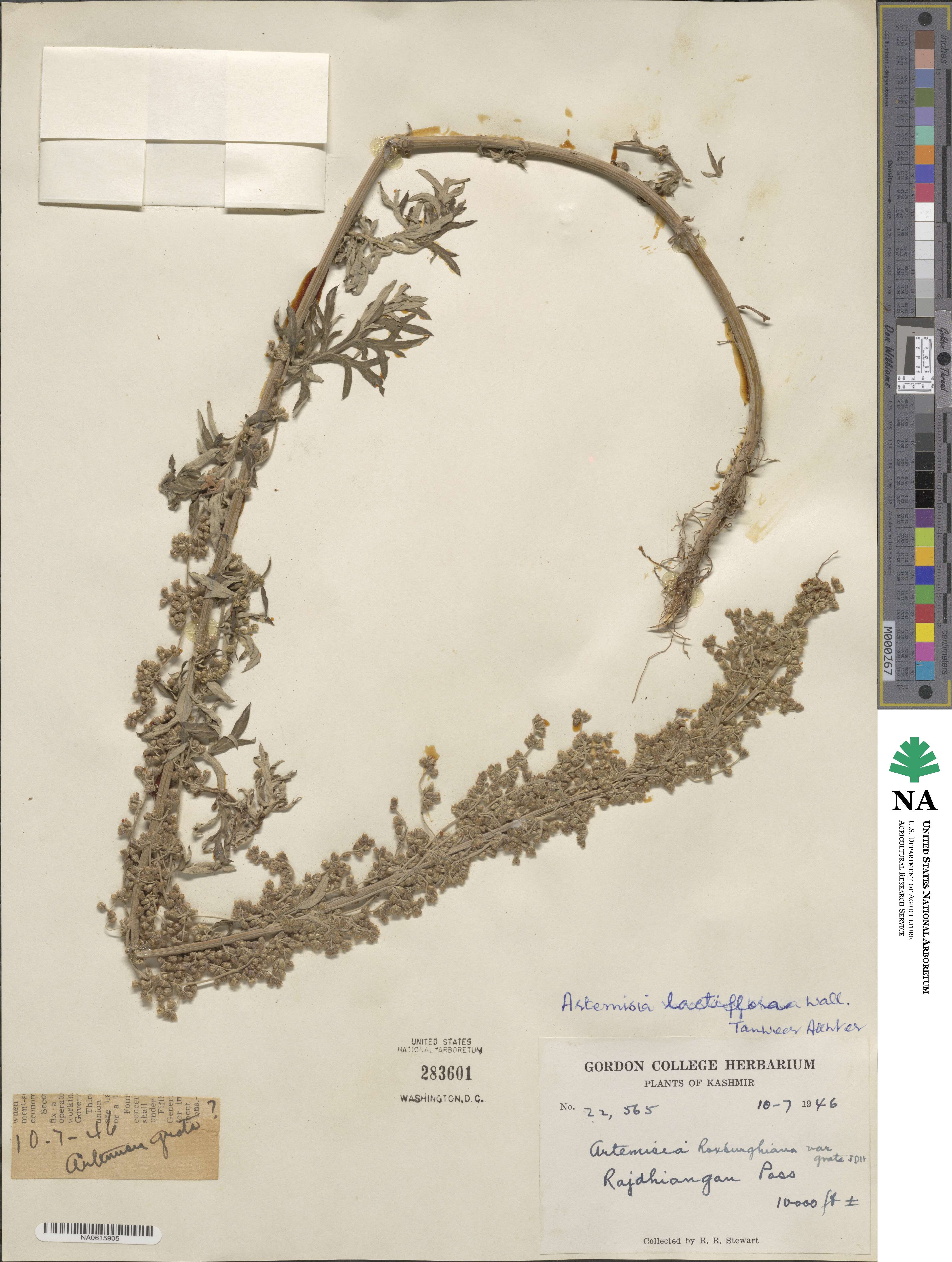 Artemisia lactiflora image