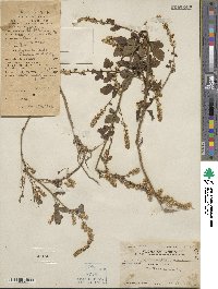 Artemisia lactiflora image