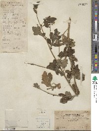 Artemisia lactiflora image