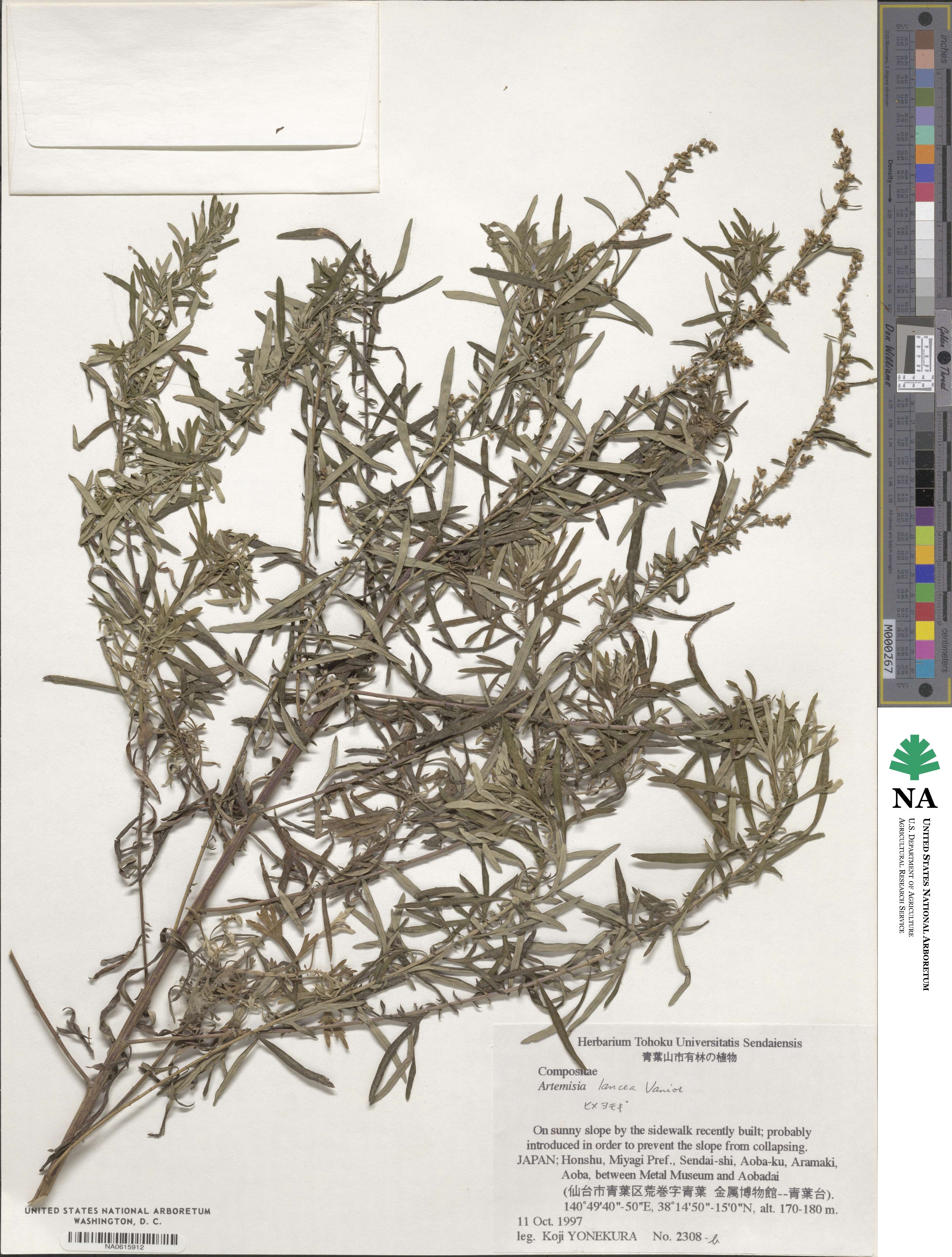 Artemisia lancea image