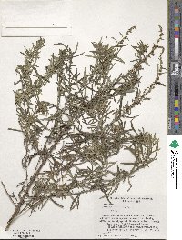 Artemisia lancea image