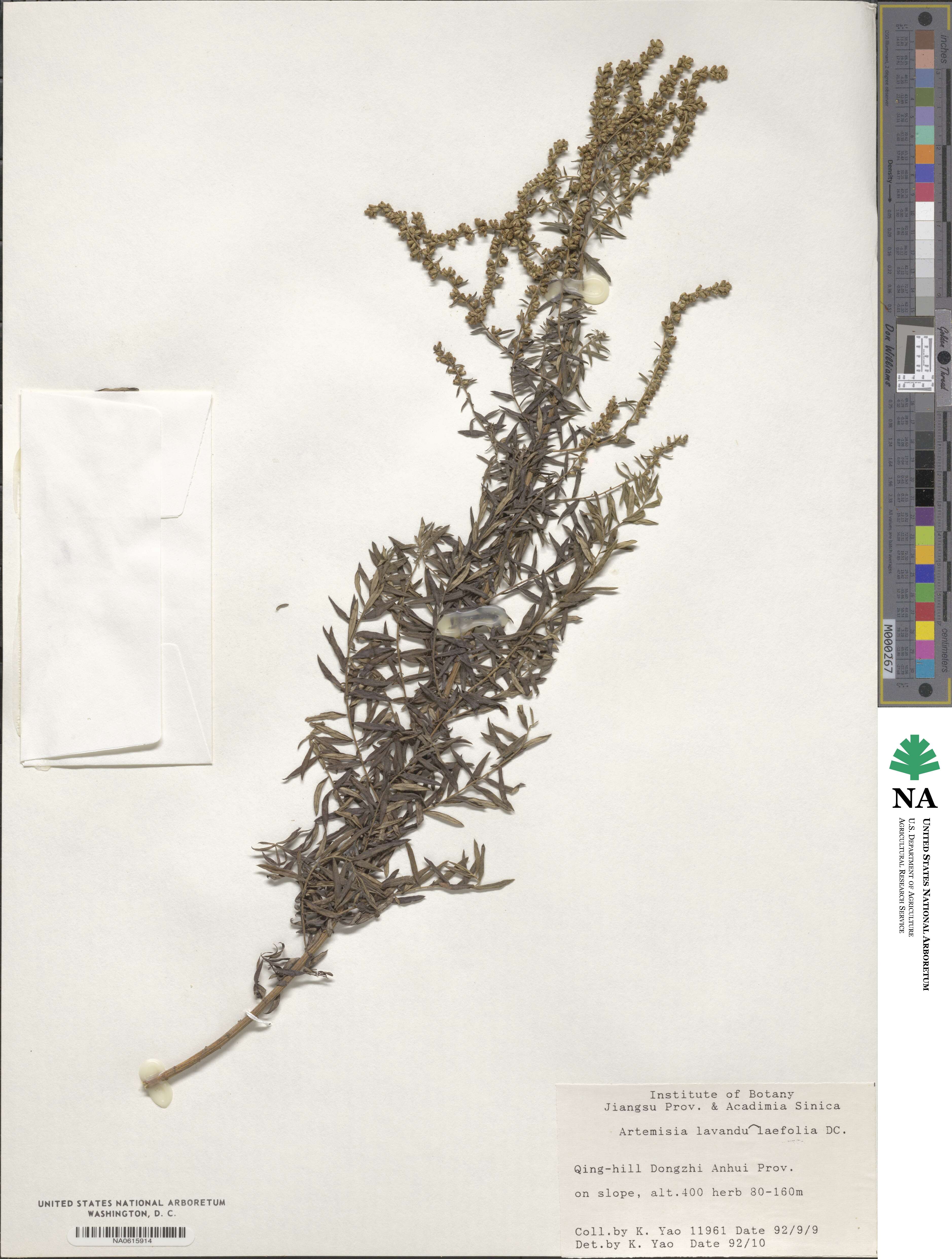 Artemisia lavandulifolia image