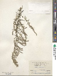 Artemisia lavandulifolia image