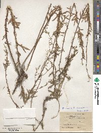 Artemisia lavandulifolia image