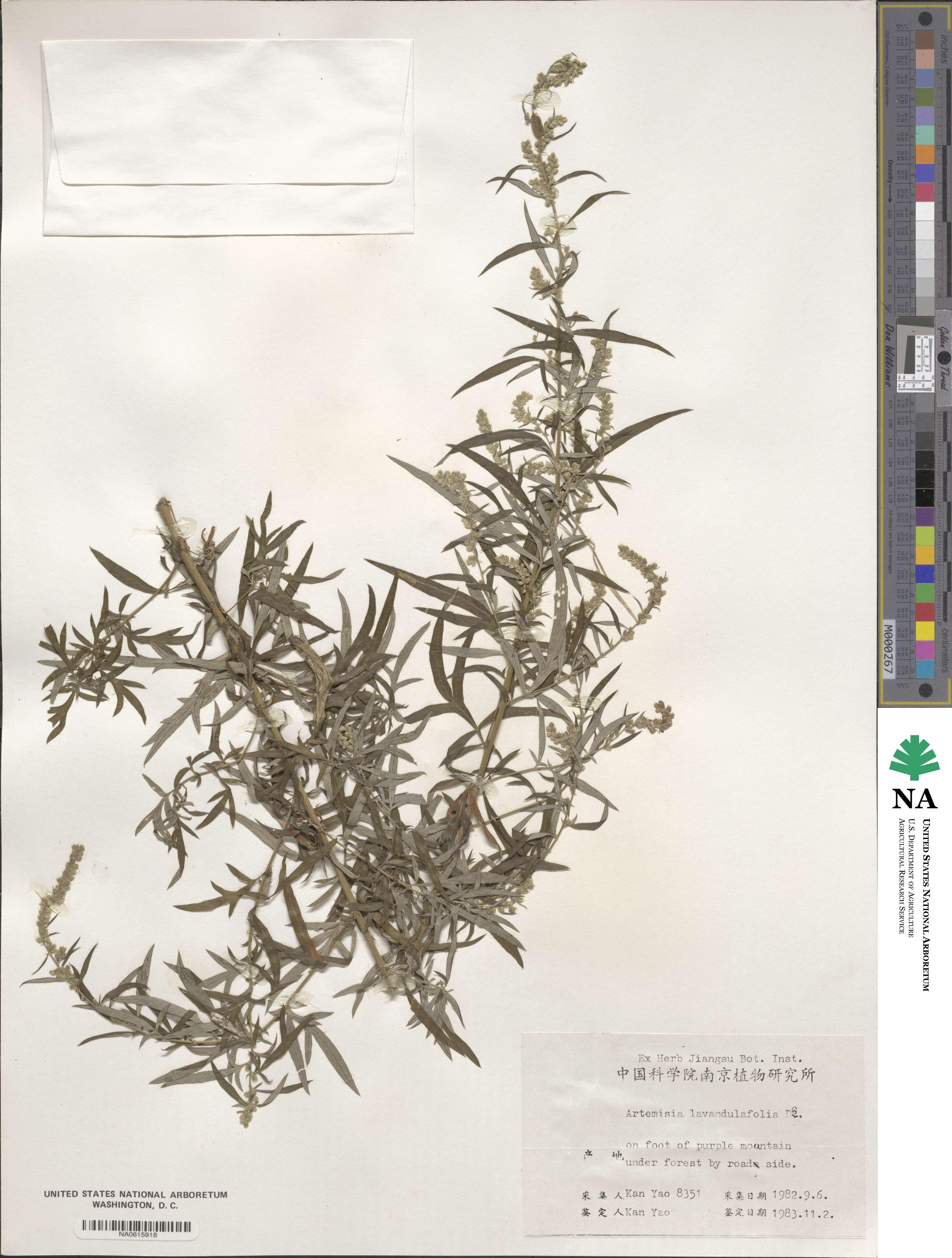 Artemisia lavandulifolia image