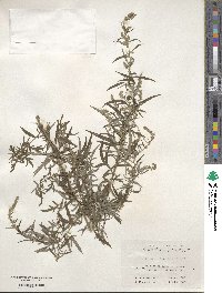 Artemisia lavandulifolia image