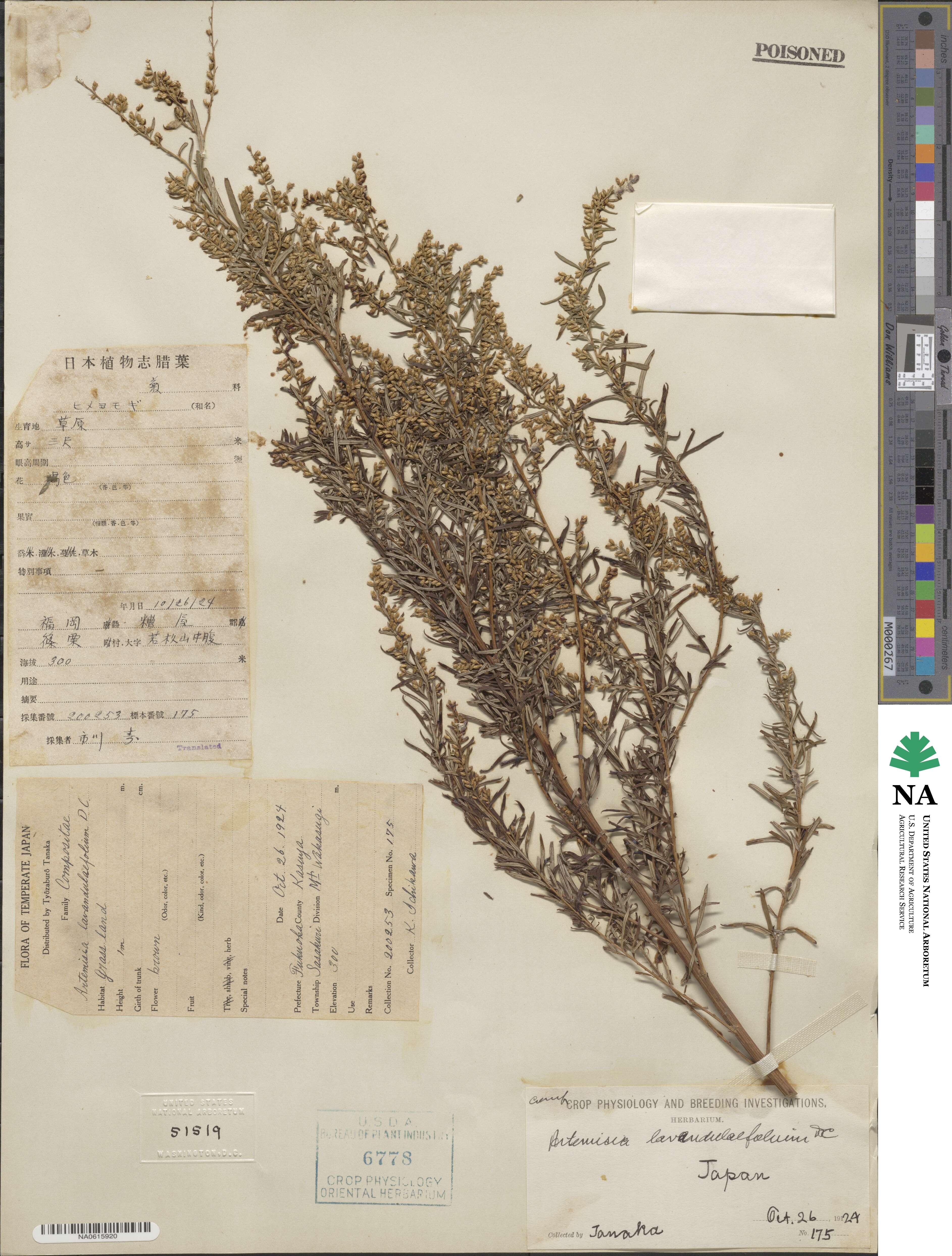 Artemisia lavandulifolia image