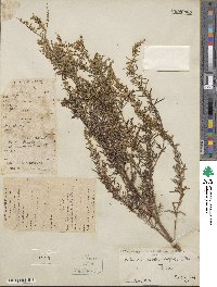 Artemisia lavandulifolia image