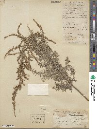 Artemisia lavandulifolia image