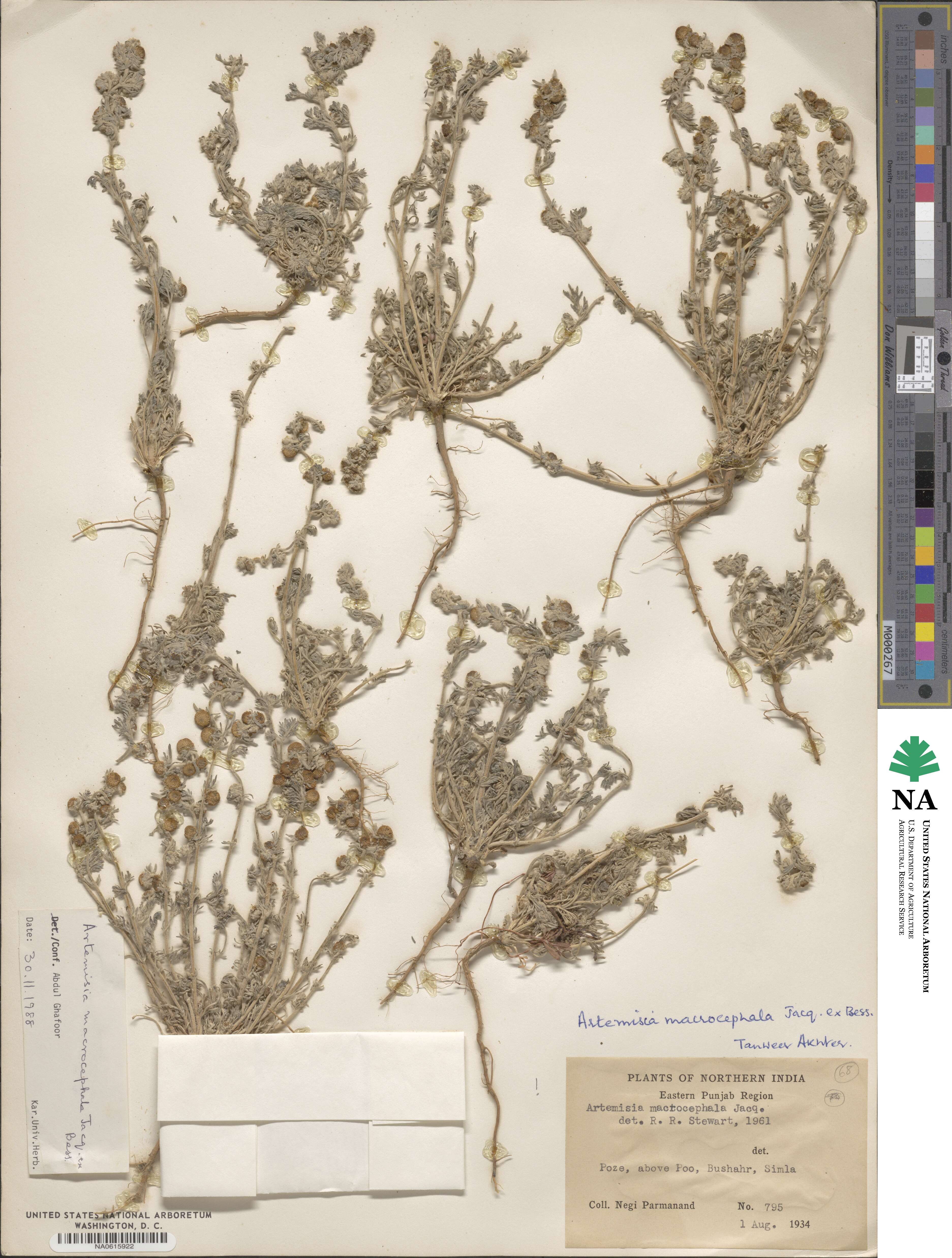Artemisia macrocephala image