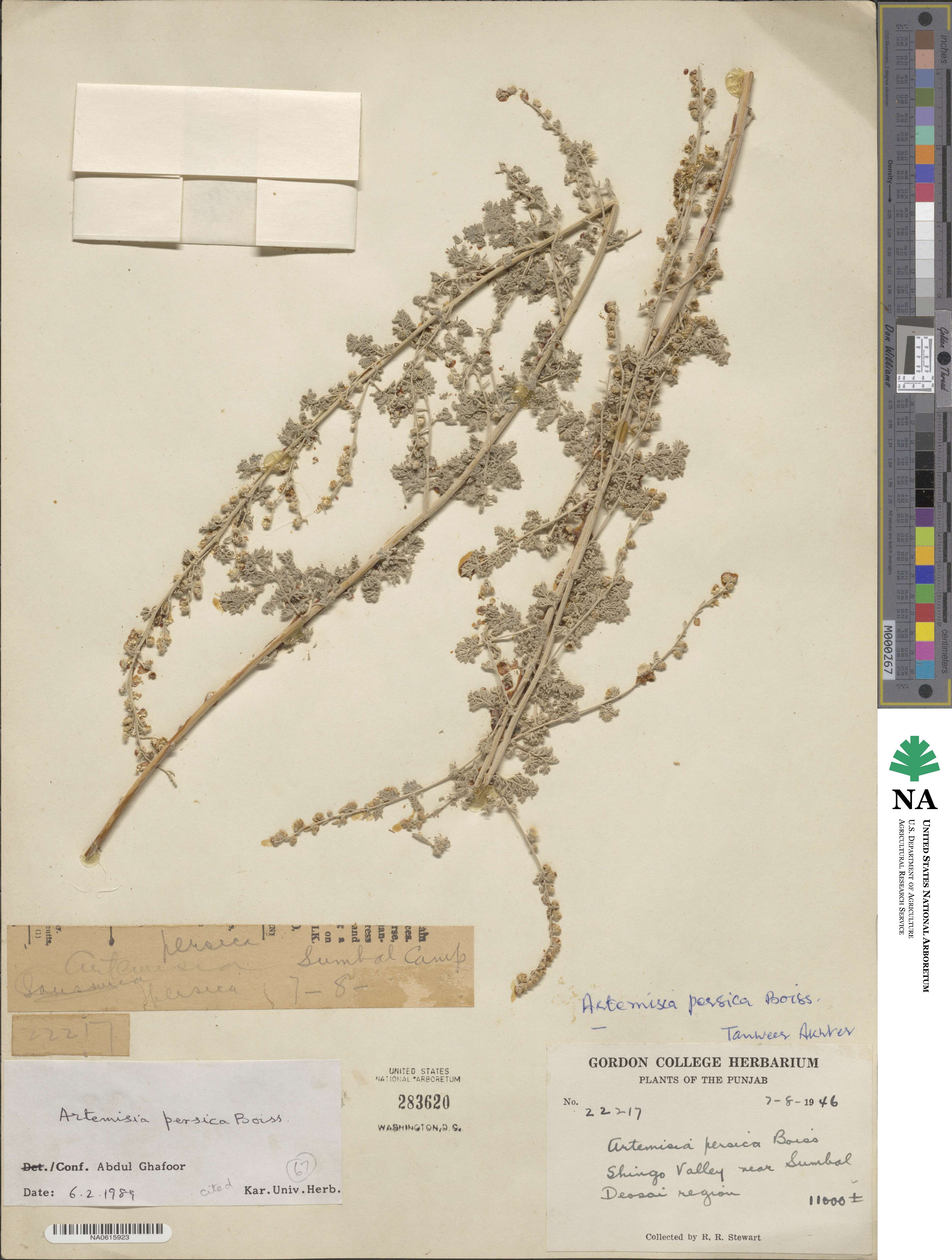 Artemisia macrocephala image