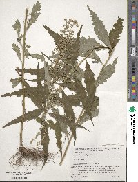 Artemisia monophylla image