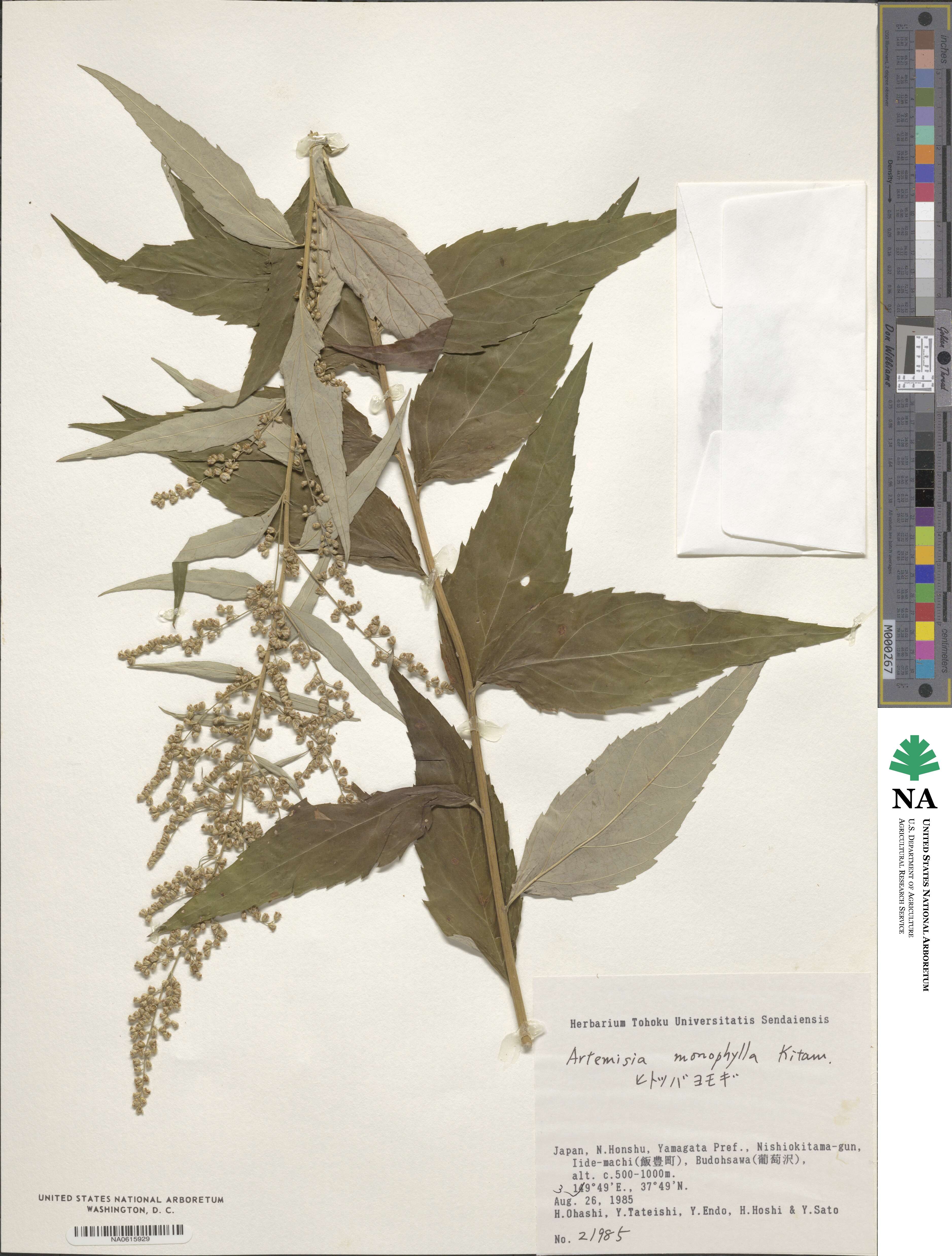 Artemisia monophylla image