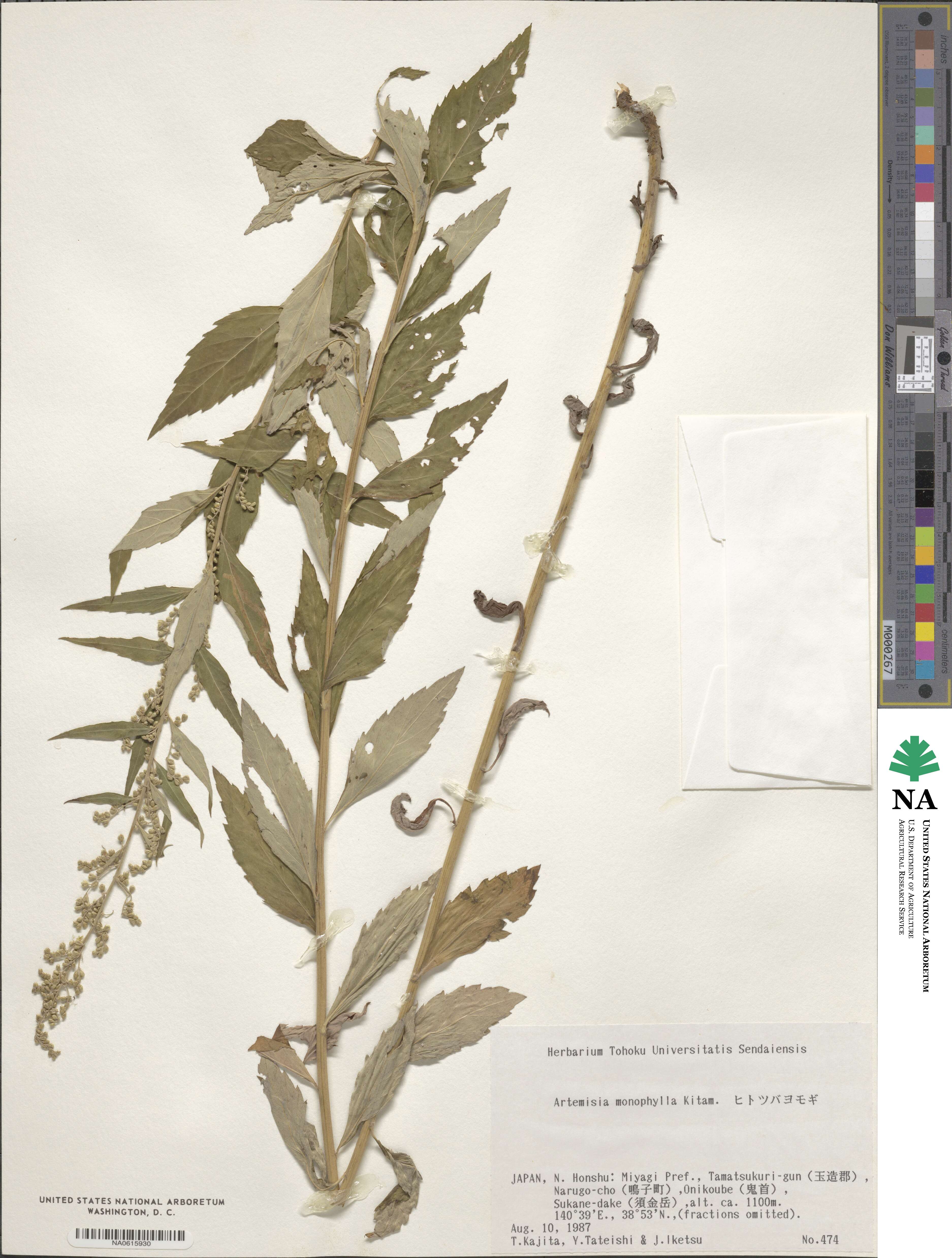 Artemisia monophylla image