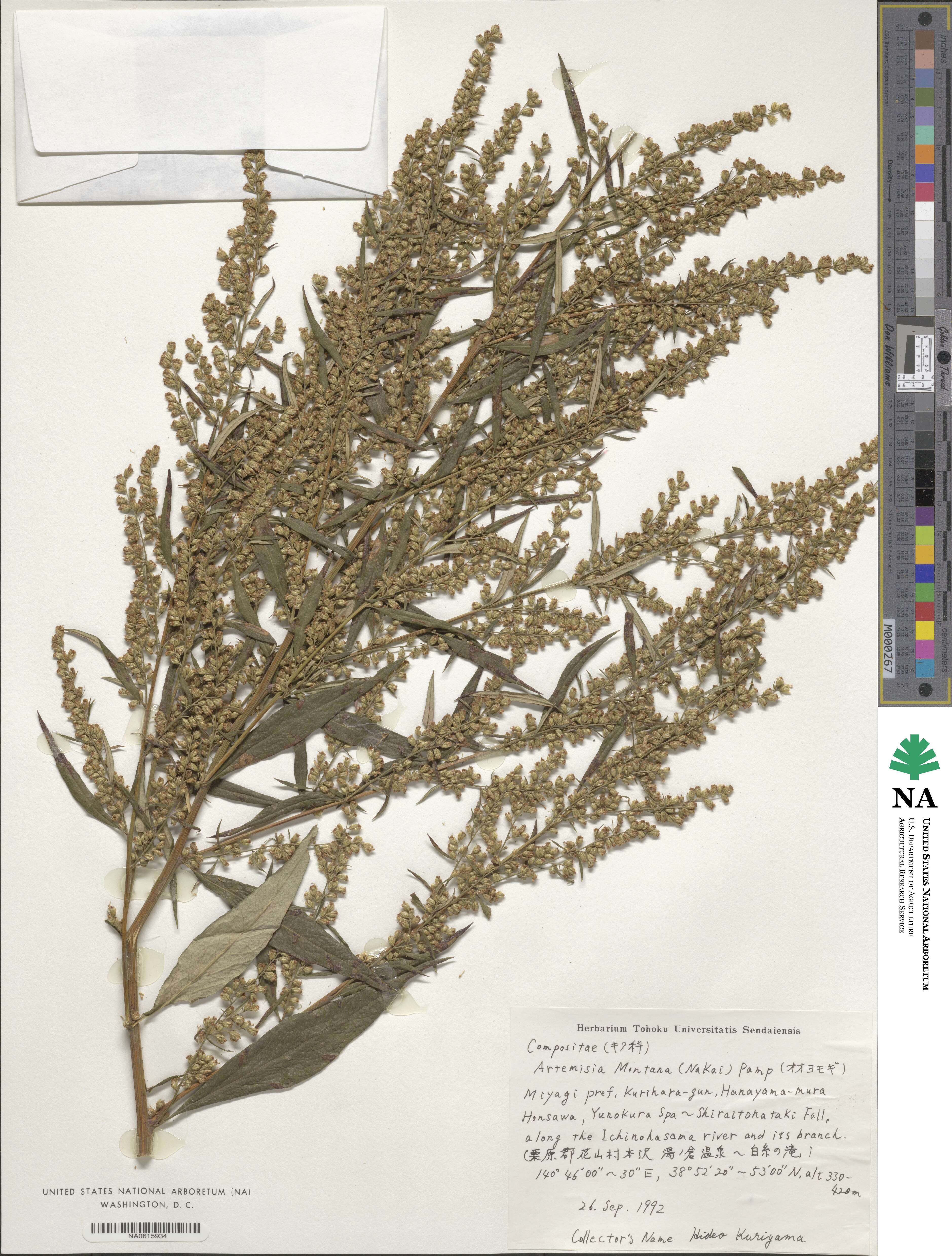 Artemisia montana image