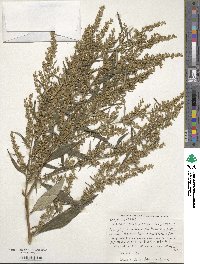 Artemisia montana image