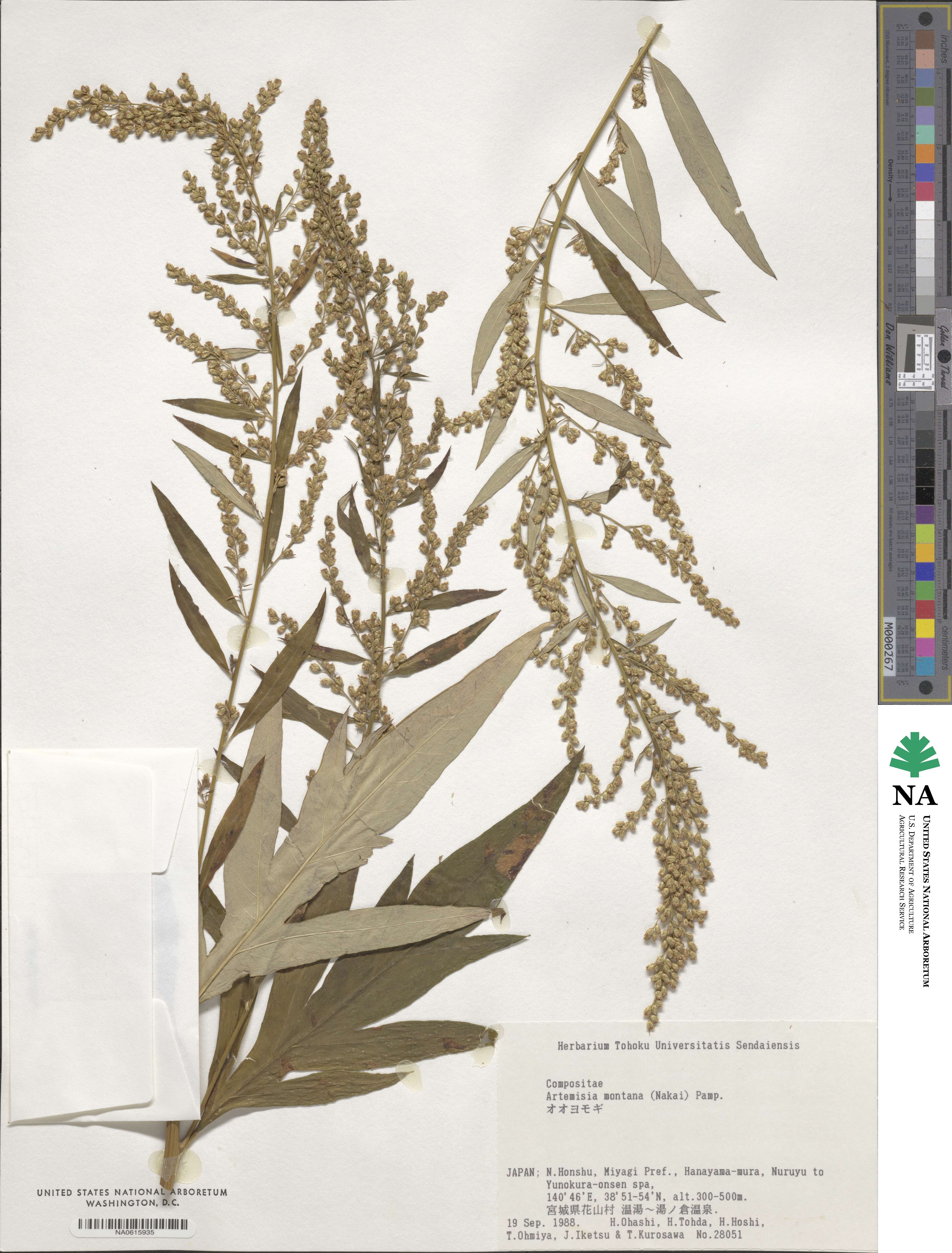 Artemisia montana image