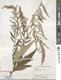 Artemisia montana image