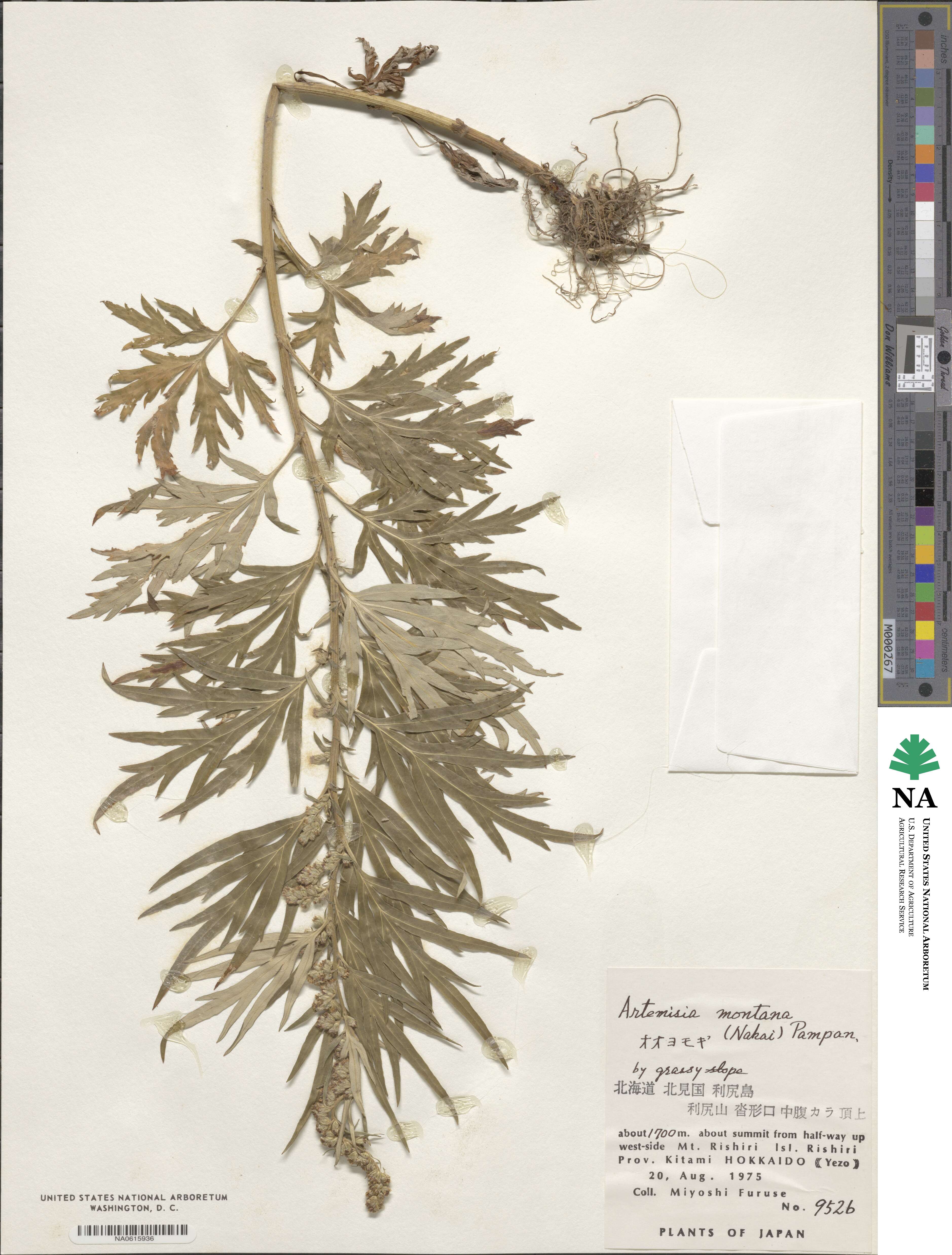 Artemisia montana image