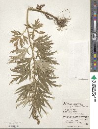 Artemisia montana image