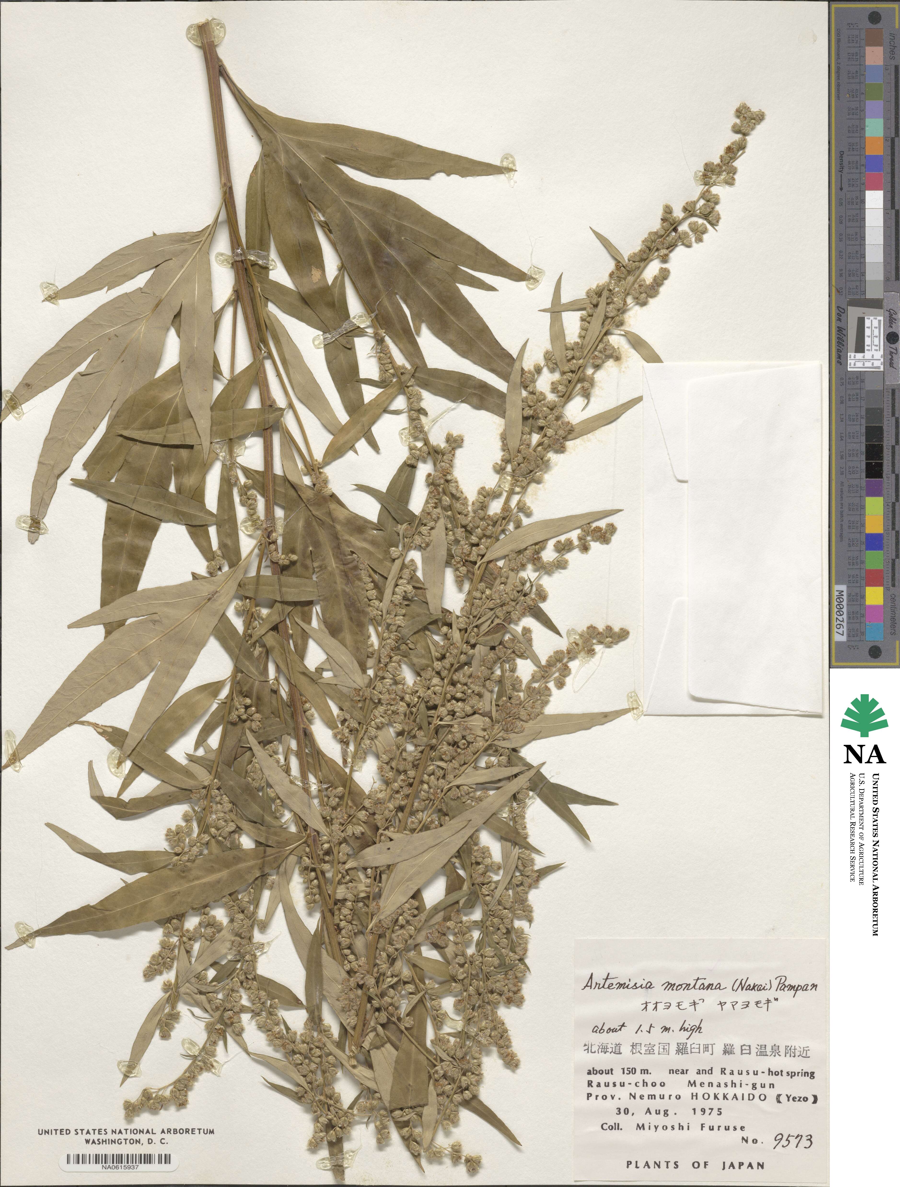 Artemisia montana image