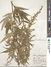 Artemisia montana image