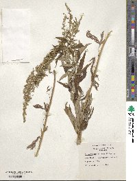 Artemisia montana image