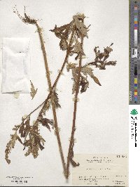 Artemisia montana image