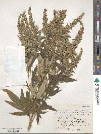 Artemisia montana image