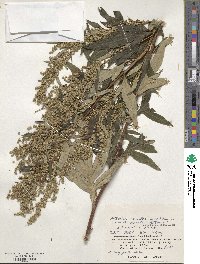 Artemisia montana image