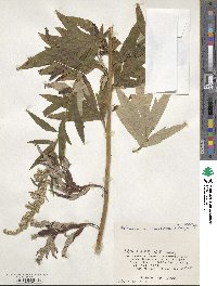 Artemisia montana image