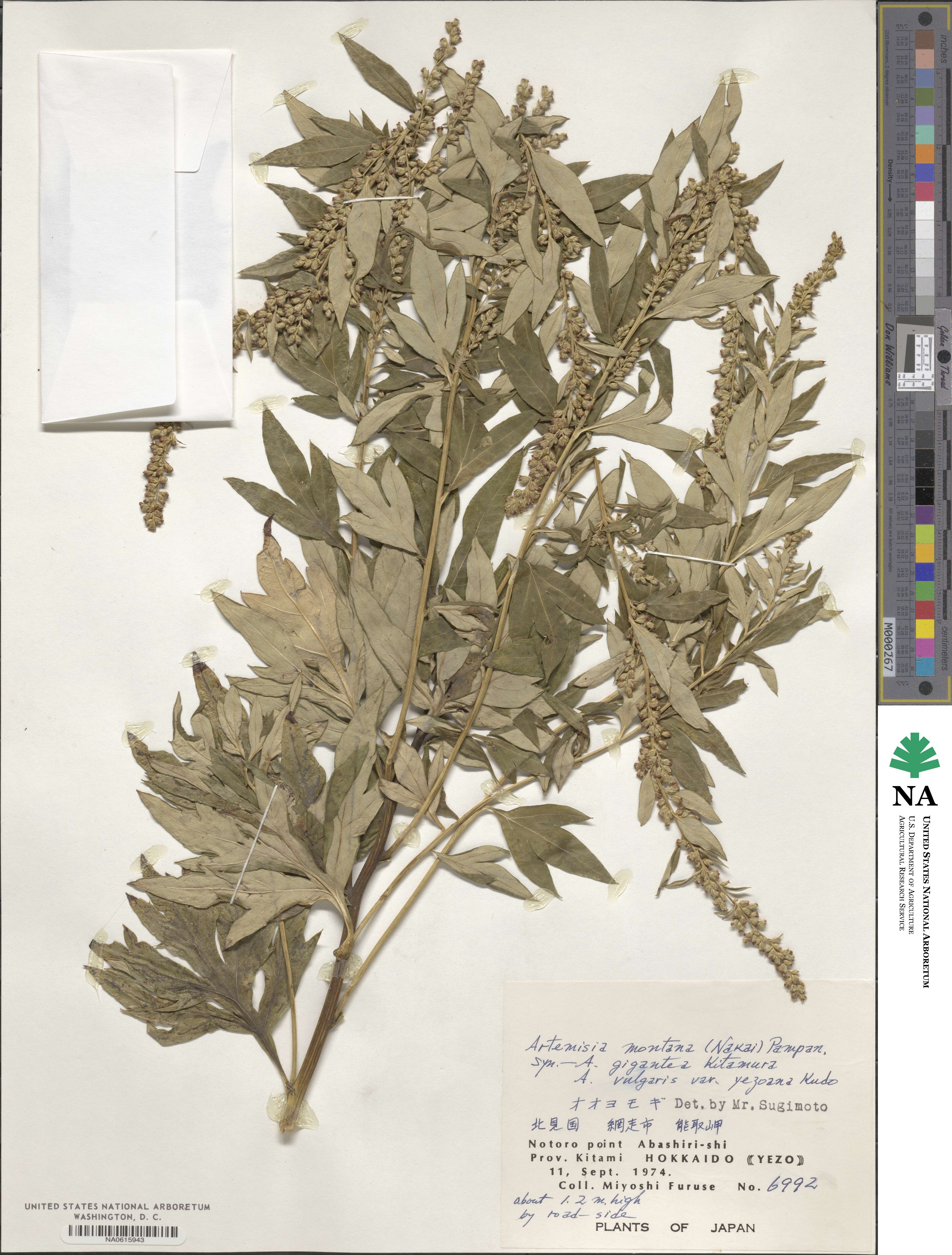 Artemisia montana image