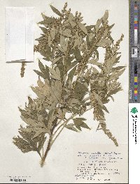 Artemisia montana image