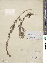 Artemisia moorcroftiana image