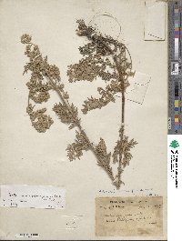 Artemisia roxburghiana image