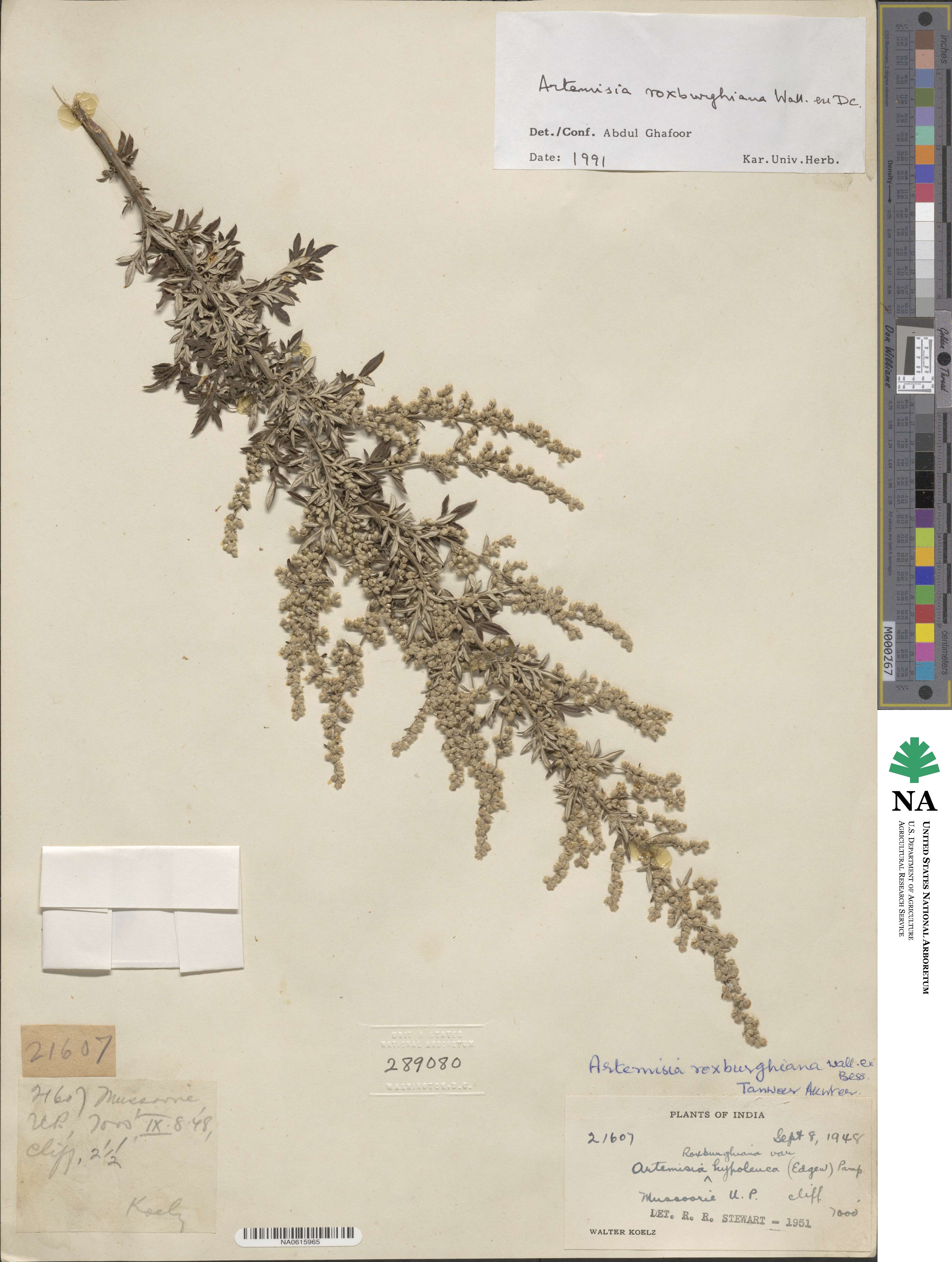 Artemisia roxburghiana image