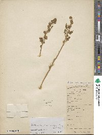 Artemisia stechmanniana image