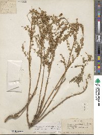 Artemisia stechmanniana image